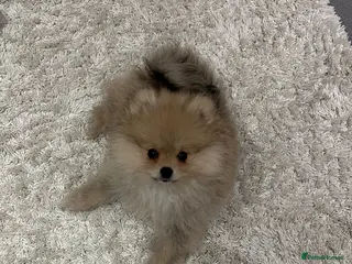 Pomeranian dogs Beautiful Pomeranian little Girl - Advert 11