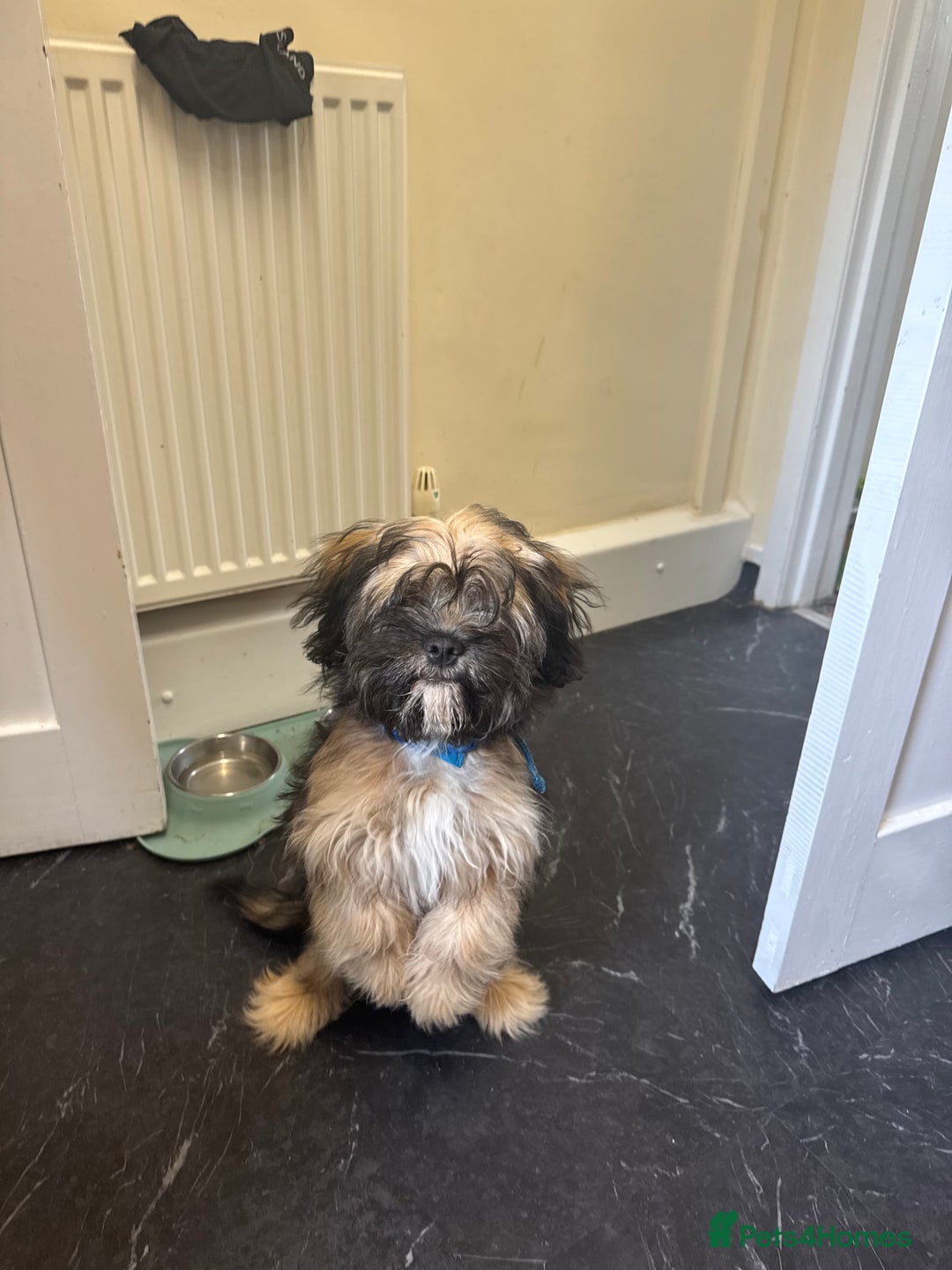 Mixed Breed dogs for sale: Shitzu x frenchie male 6 months old - Image 3