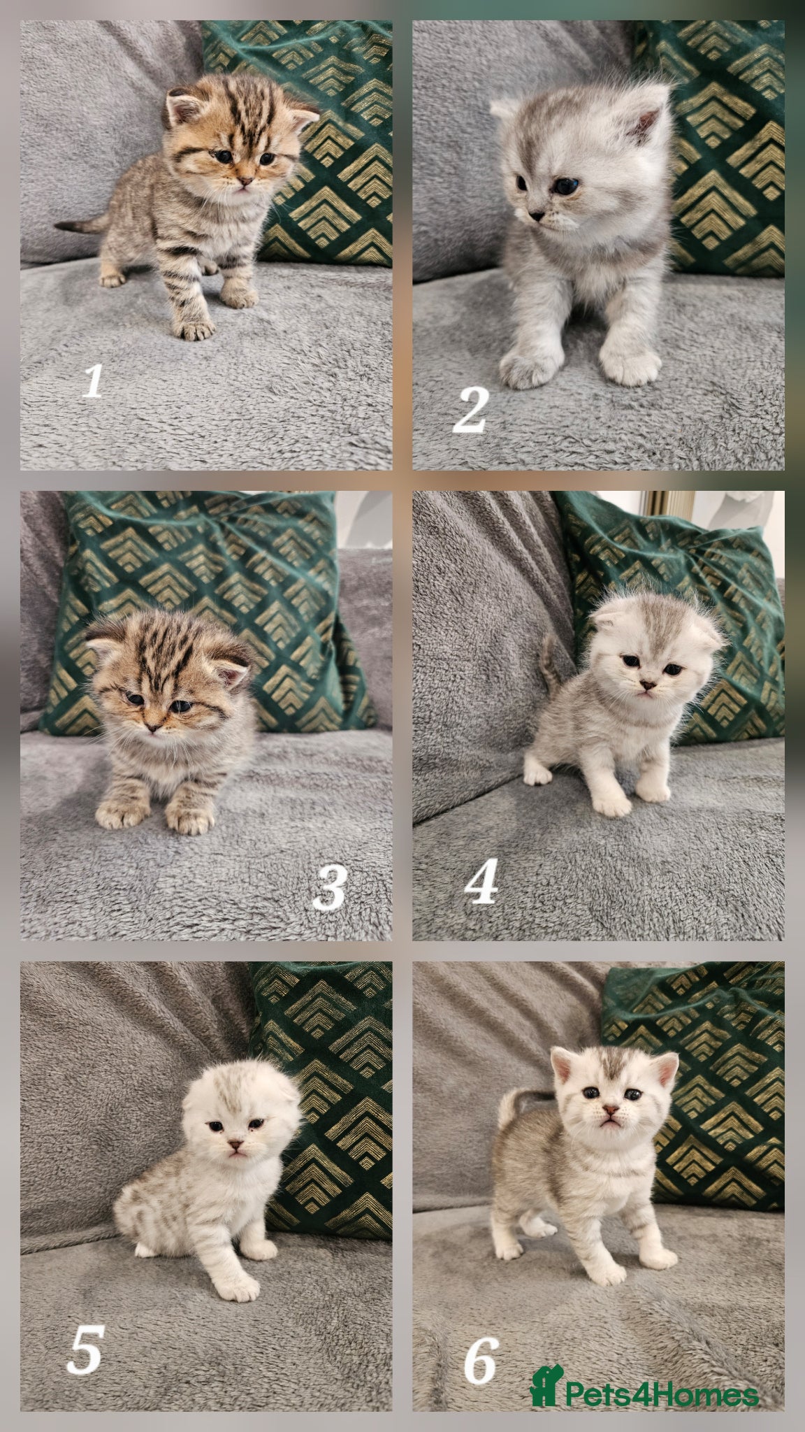 Scottish Fold cats Stunning Scottish Fold & Scottish Straight Kittens - Advert 1