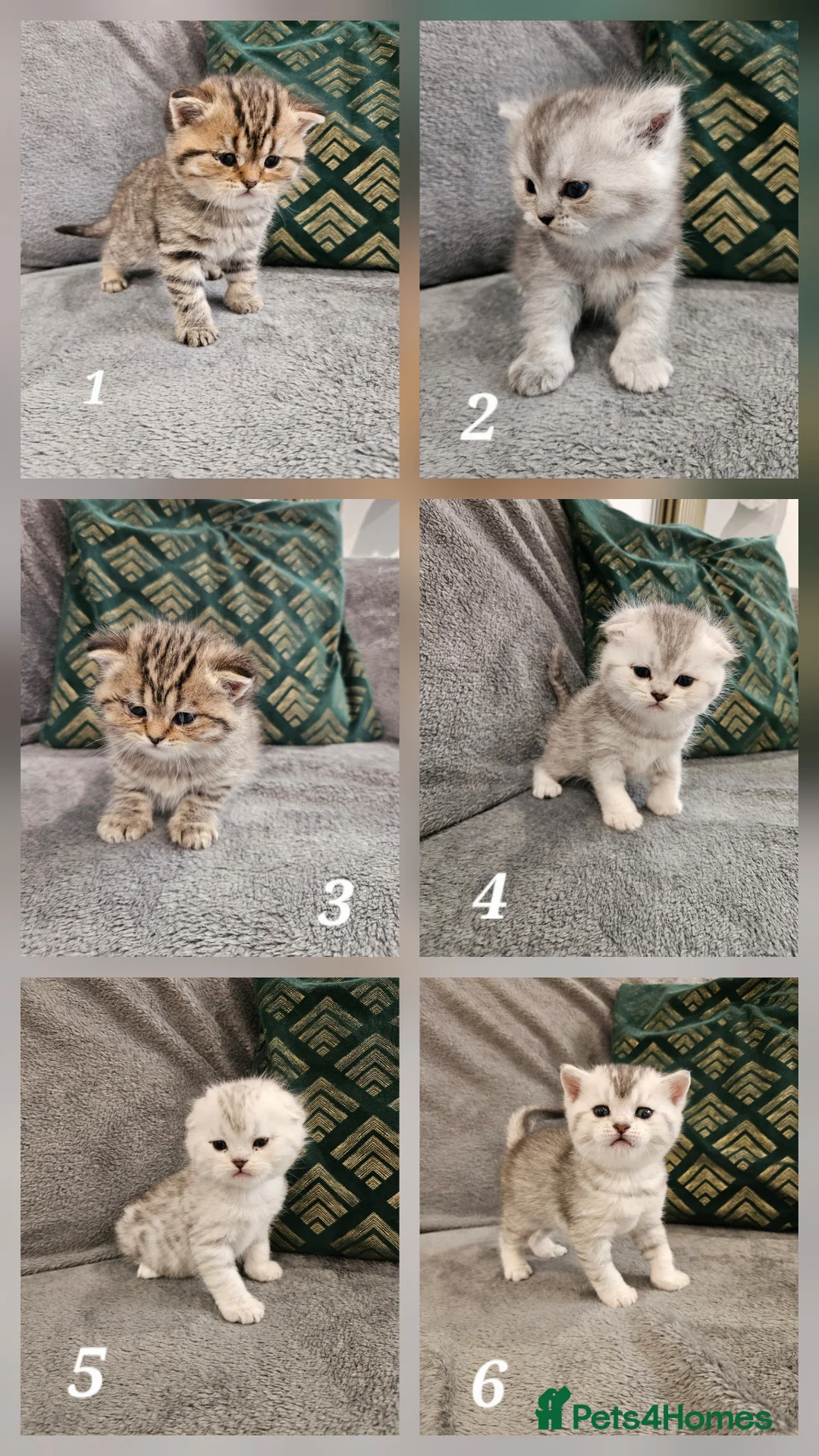 Scottish Fold cats for sale: Stunning Scottish Fold & Scottish Straight Kittens in Peterborough - Advert 1