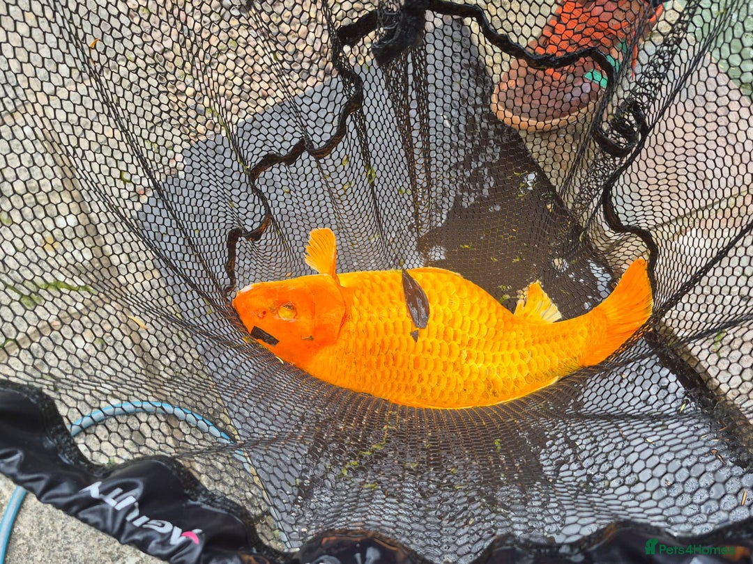 Koi Carp fish for sale: 8 x Koi Crap for Sale  - Image 6