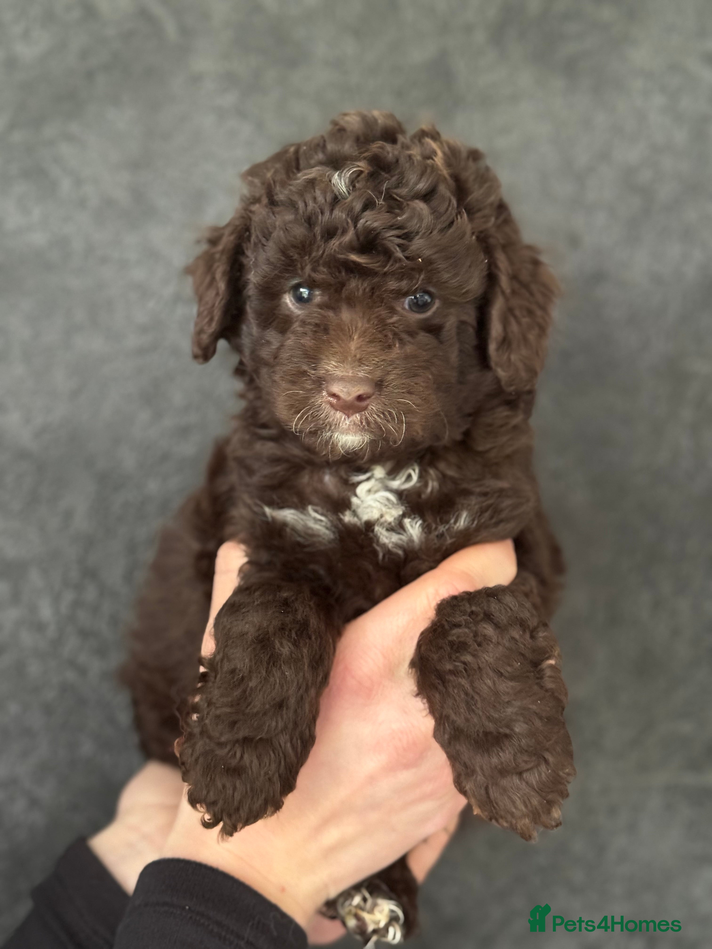 Aussiedoodle dogs LAST GIRL READY NOW ⭐️⭐️⭐️ - Advert 2