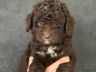 Aussiedoodle dogs LAST GIRL READY NOW ⭐️⭐️⭐️ - Advert 2