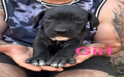Mixed Breed dogs for sale: Daniff Puppies. Great Dane x Mastiff Ready 23/08 - Image 3