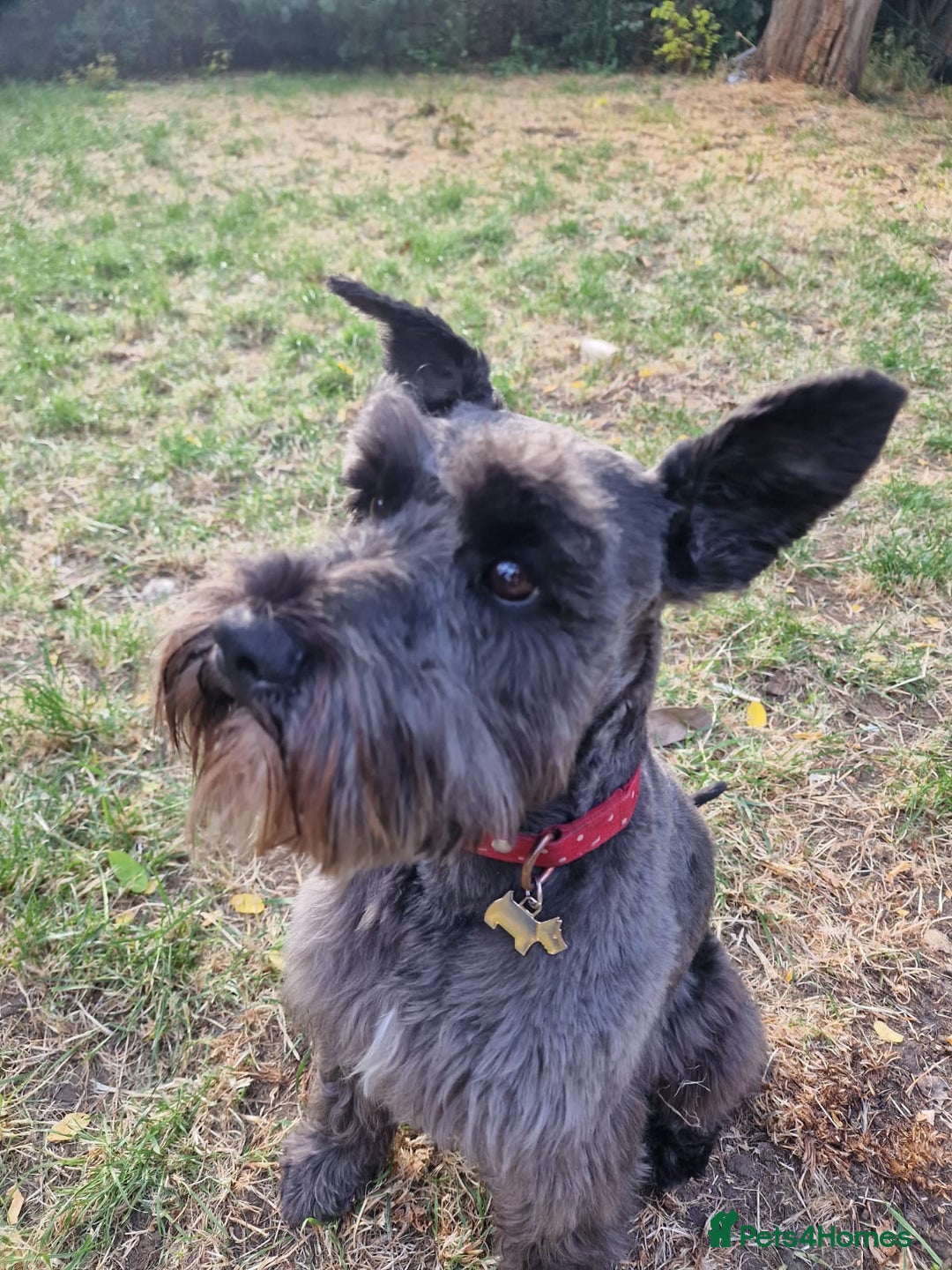 Miniature Schnauzer dogs for sale: Shadow - Image 4
