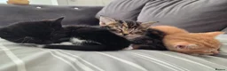 Mixed Breed cats for sale: Black and white kitten left - Advert 8