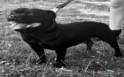 Staffordshire Bull Terrier dogs for sale: Black Female Staffordshire Bull Terrier - Image 10