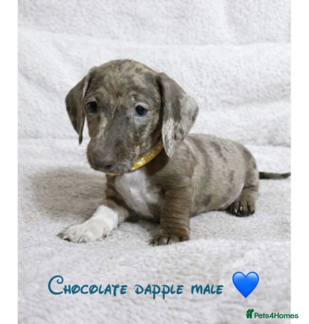 Miniature Dachshund dogs for sale: Miniature dachshund puppies  - Advert 4