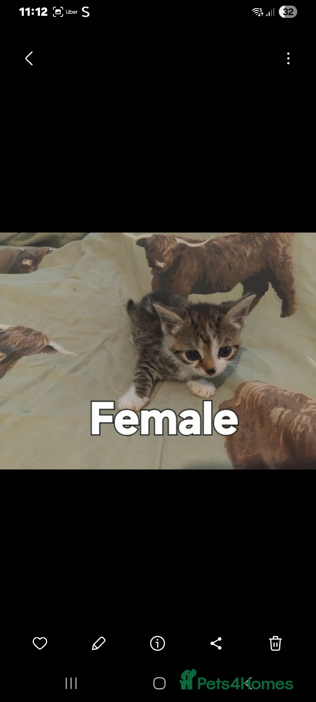 British Shorthair cats for sale: kittens ready now £180 - Advert 7