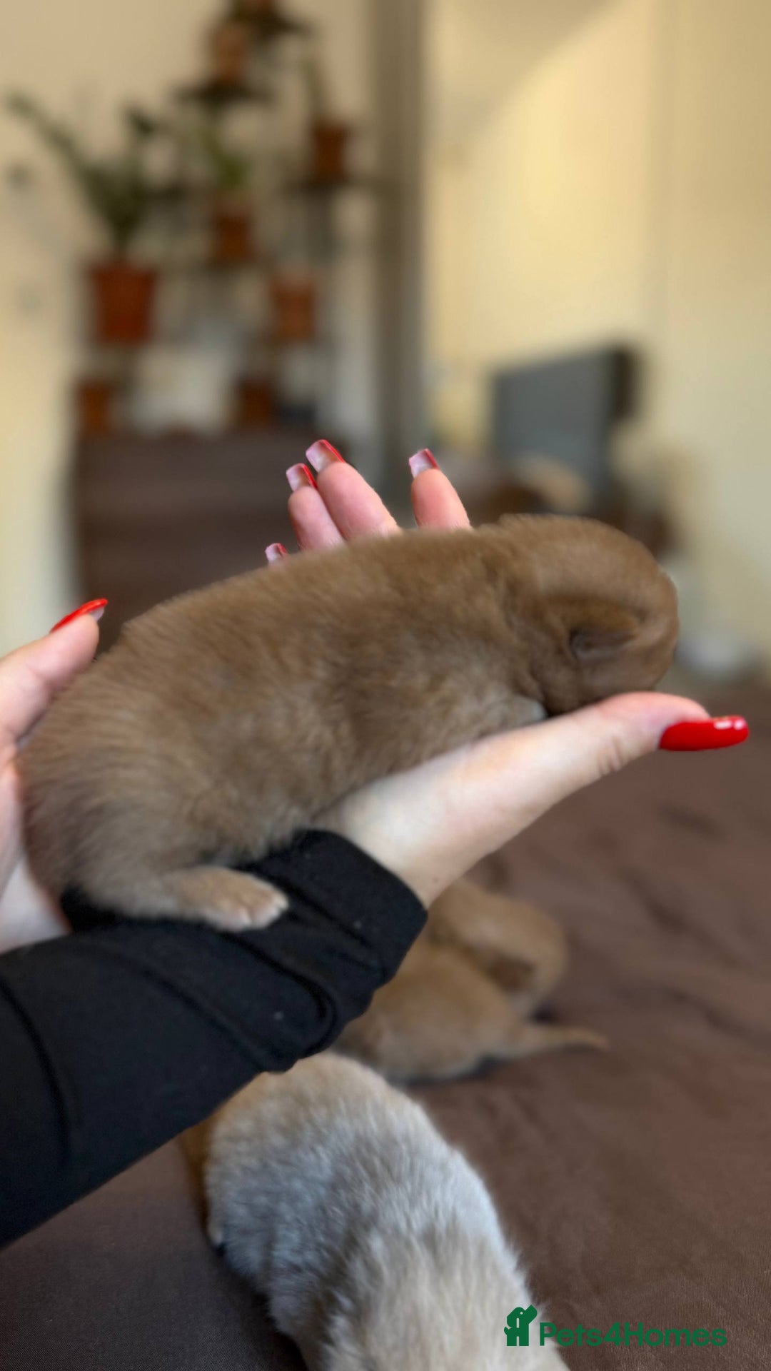 British Shorthair cats for sale: Luxury British Shorthair Kittens | Cinnamon & Fawn - Advert 16