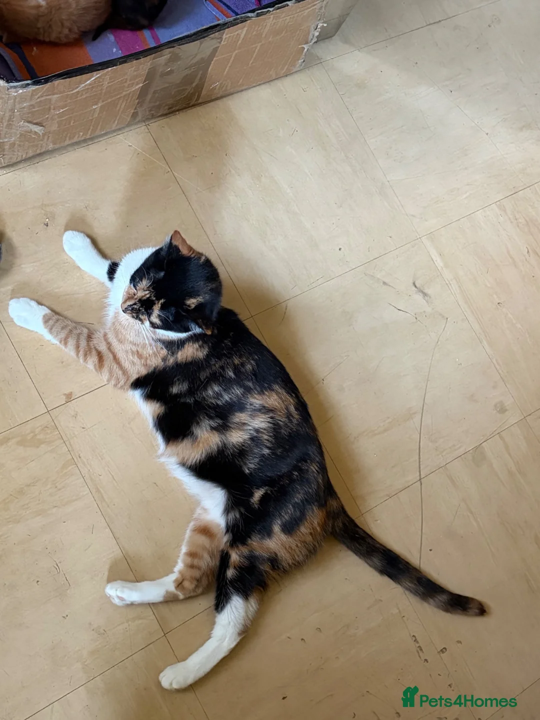 Mixed Breed cats for sale: Male ginger  - Advert 2