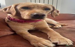 Labrador Retriever dogs for sale: Golden and Fox Red Labrador Retriever puppies - Image 3