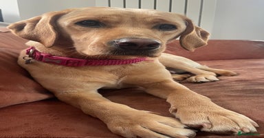 Labrador Retriever dogs - Advert 1