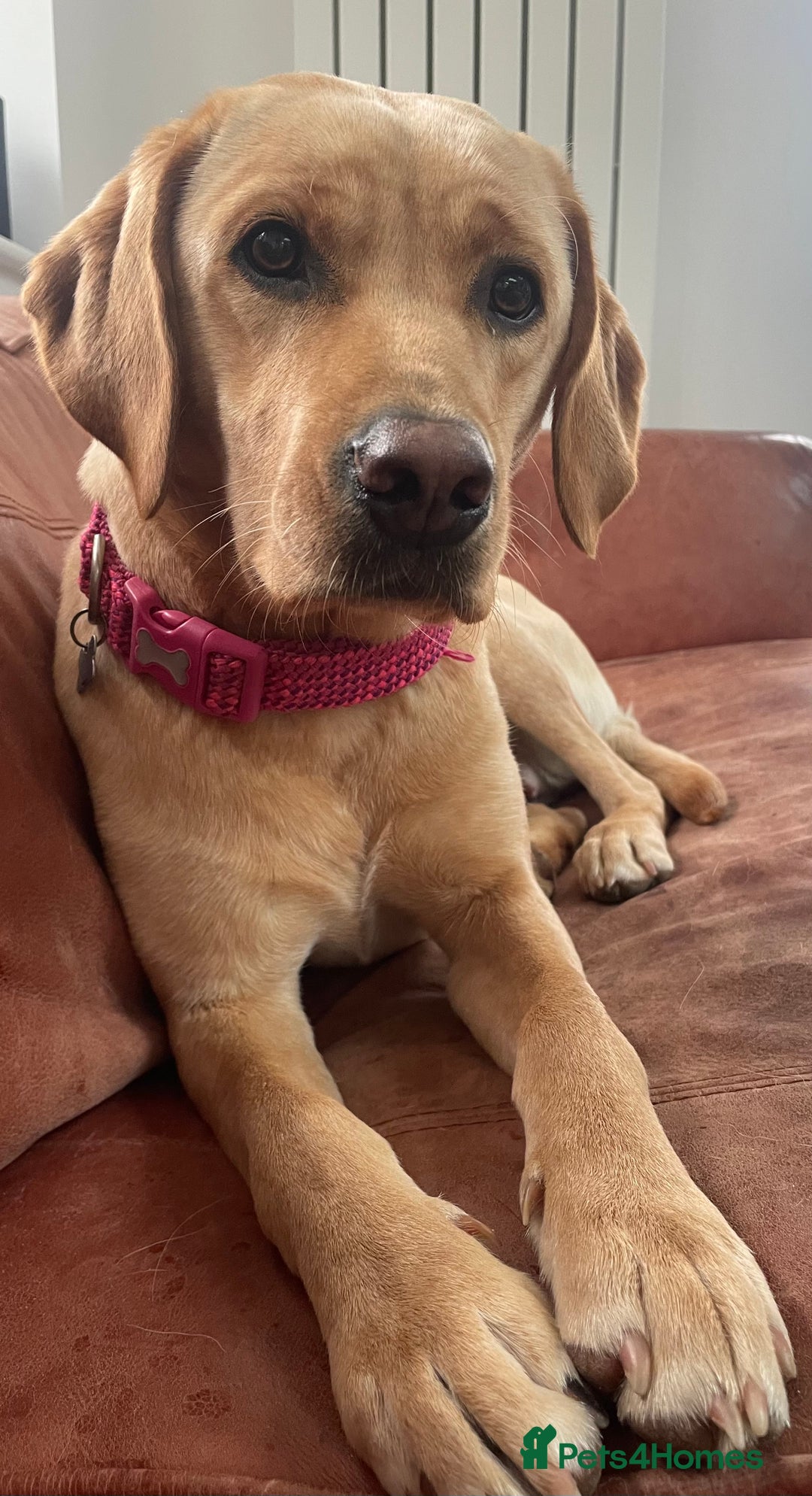 Labrador Retriever dogs for sale: Golden and Fox Red Labrador Retriever puppies - Image 3