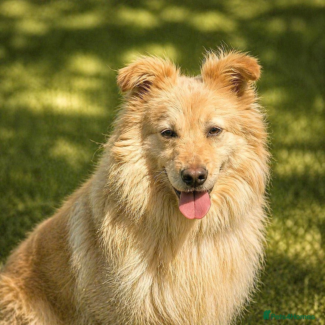 Mixed Breed dogs for adoption: 🐾 SCOTTY – A Gentle Soul with a Smart Mind ❤️ - Advert 2