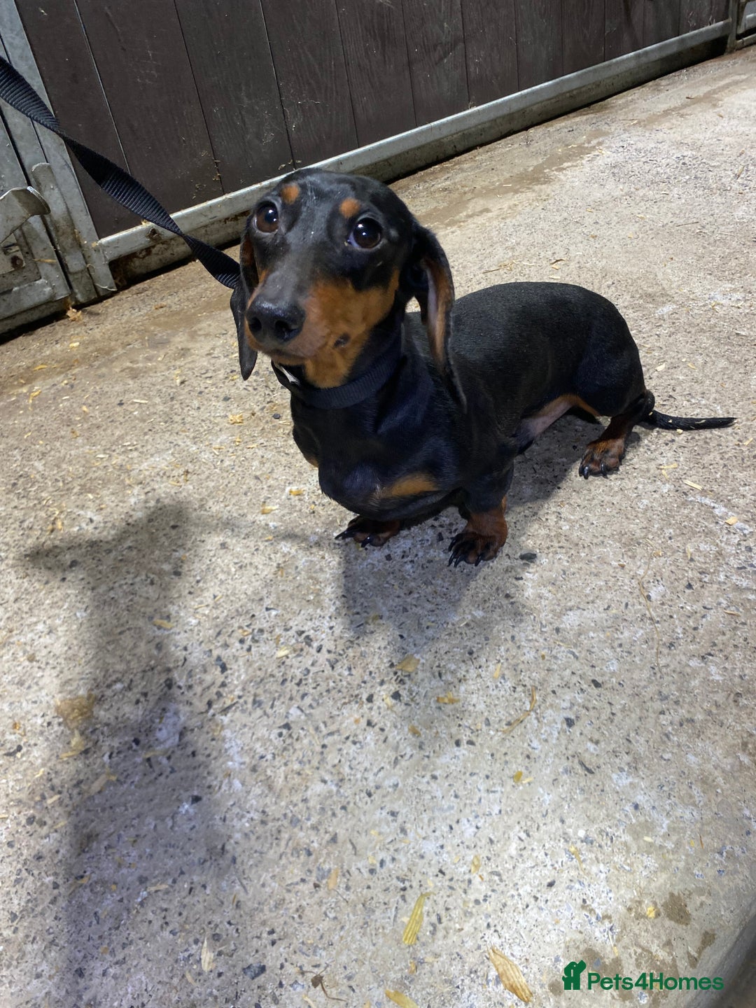 Miniature Dachshund dogs for sale: 1yo Miniature Dachshund - Advert 16