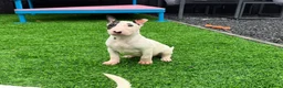 English Bull Terrier dogs for sale: Stunning English bull terrier puppies for sale  - Advert 21