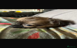 Chihuahua dogs for sale: 3 beautiful chihuahuas for sale - Image 12