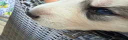 Utonagan dogs for sale: 7 stunning husky/malamute puppies in Waltham Abbey - Advert 17