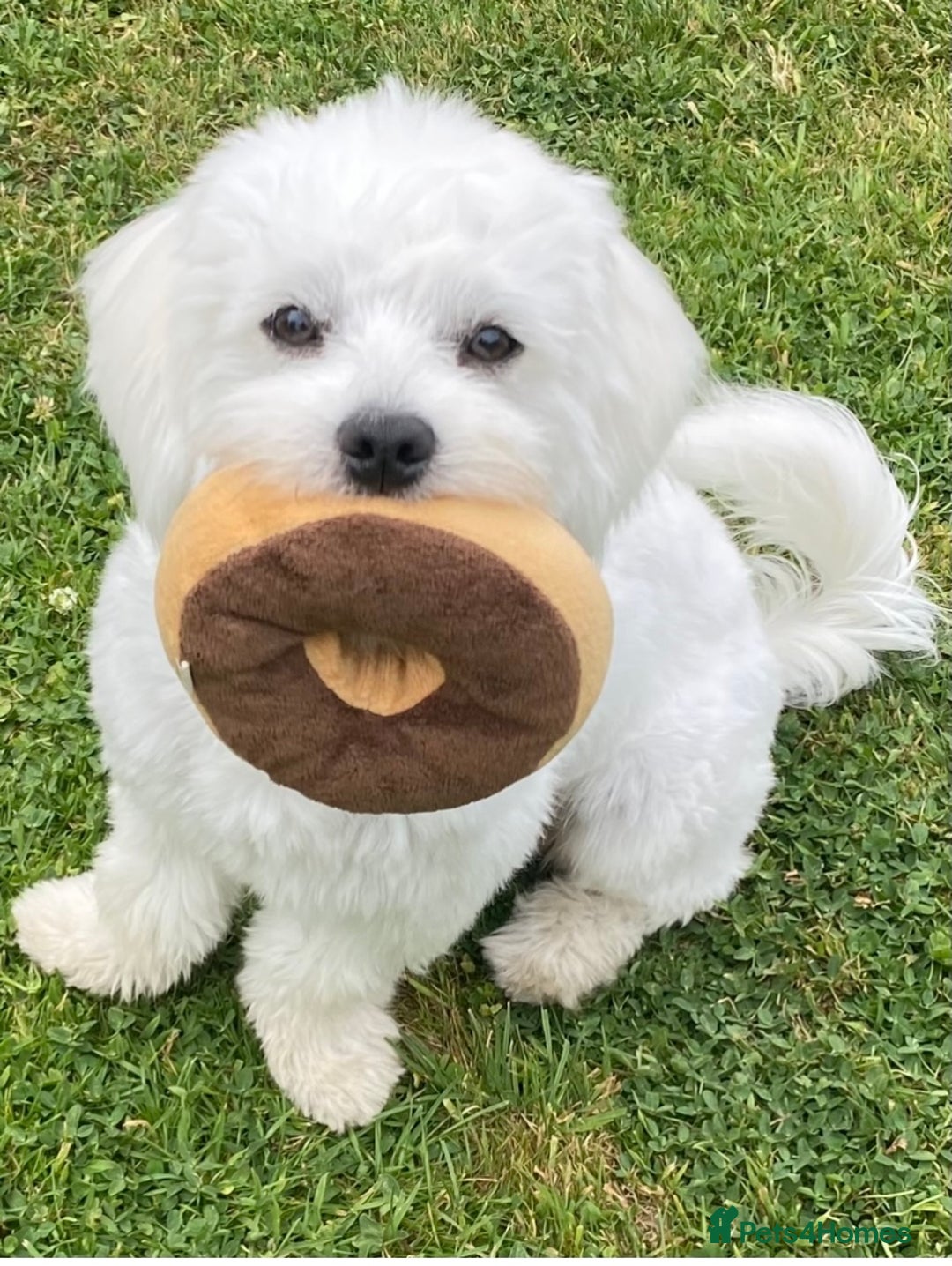 Mixed Breed dogs for sale: Toby  - Image 7