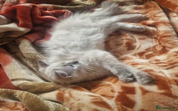 Ragdoll cats for sale: Ragdoll only selling as moving quick sell - Image 3