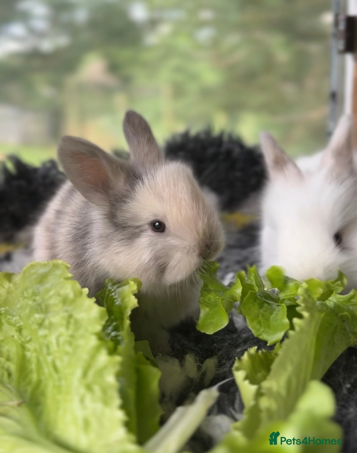 Angora rabbits Angora X bunny rabbits  - Advert 1