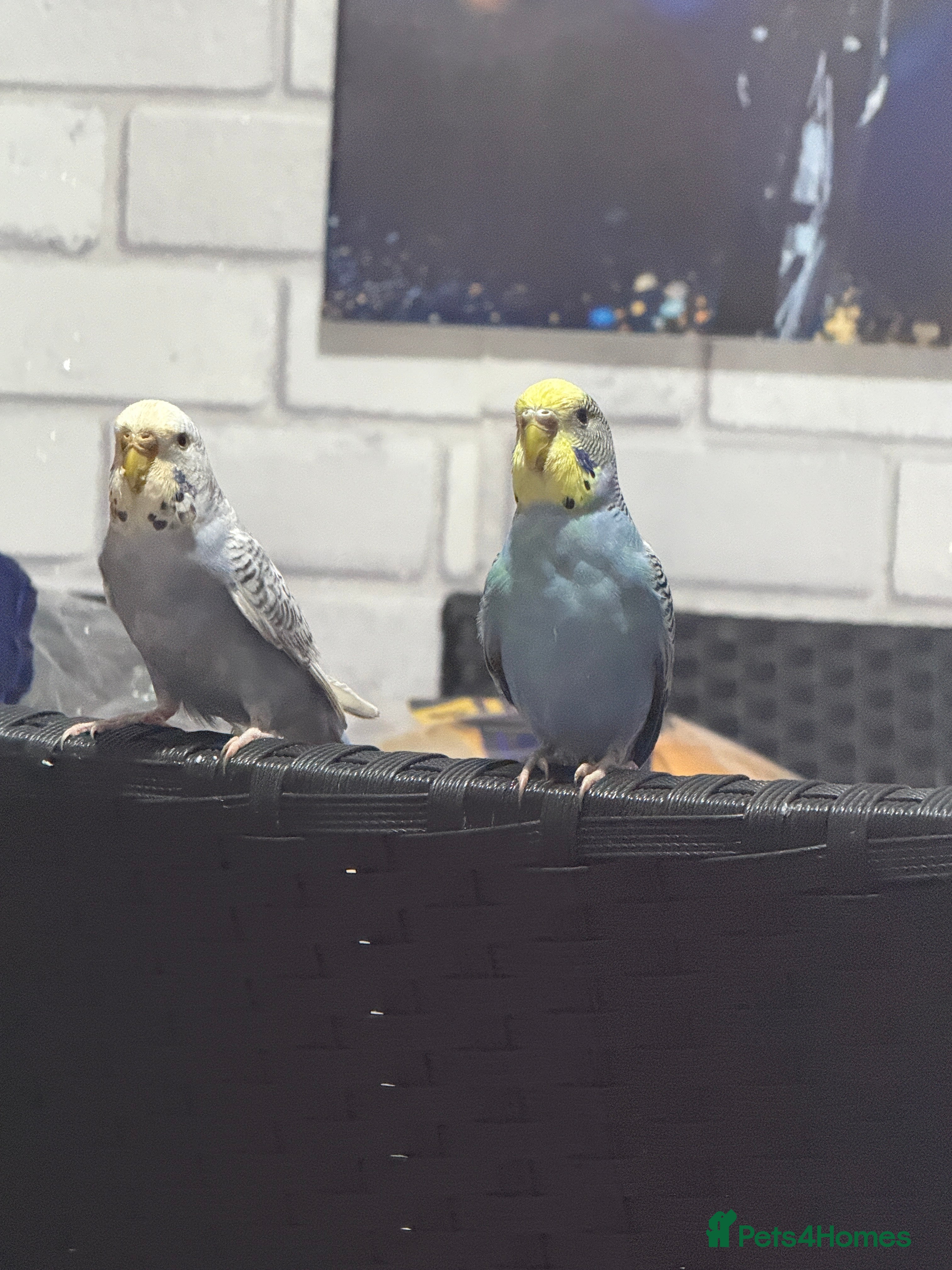 Canaries birds Budgies – Male & Female,With Cage and Toys - Advert 2