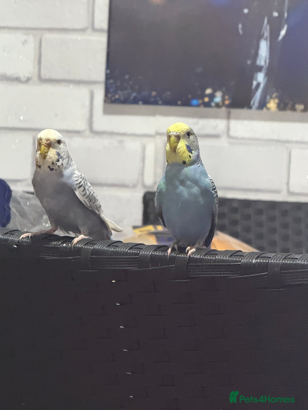 Canaries birds for sale: Canaries – Male & Female,With Cage and Toys - Advert 1