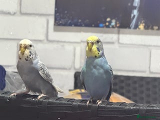 Canaries birds Canaries – Male & Female,With Cage and Toys - Advert 4