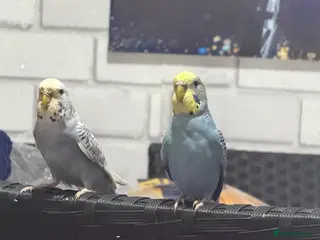 Canaries birds Budgies –Female,With Cage and Toys - Advert 9