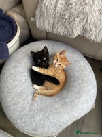 Domestic Shorthair cats - Advert 7