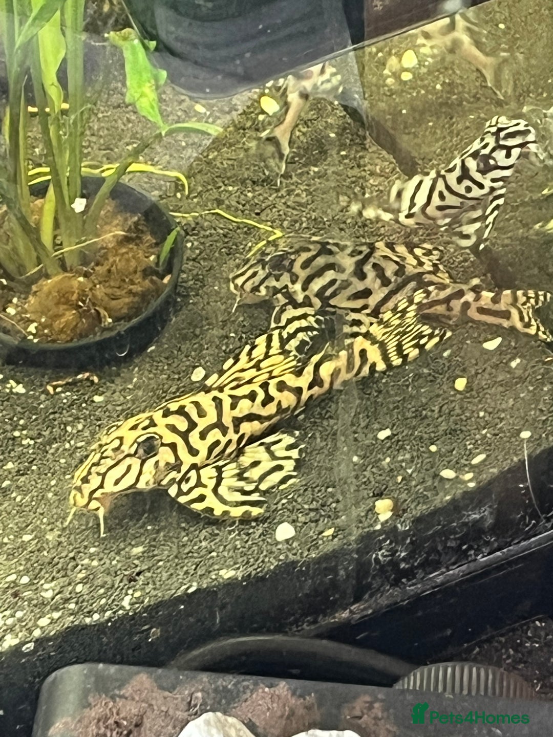 Plecos fish for sale: L236sw Pleco. 1” & 2”-3”  - Image 16