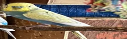 Budgerigars birds for sale: 4 young boy budgies searching for their new homes  - Advert 1