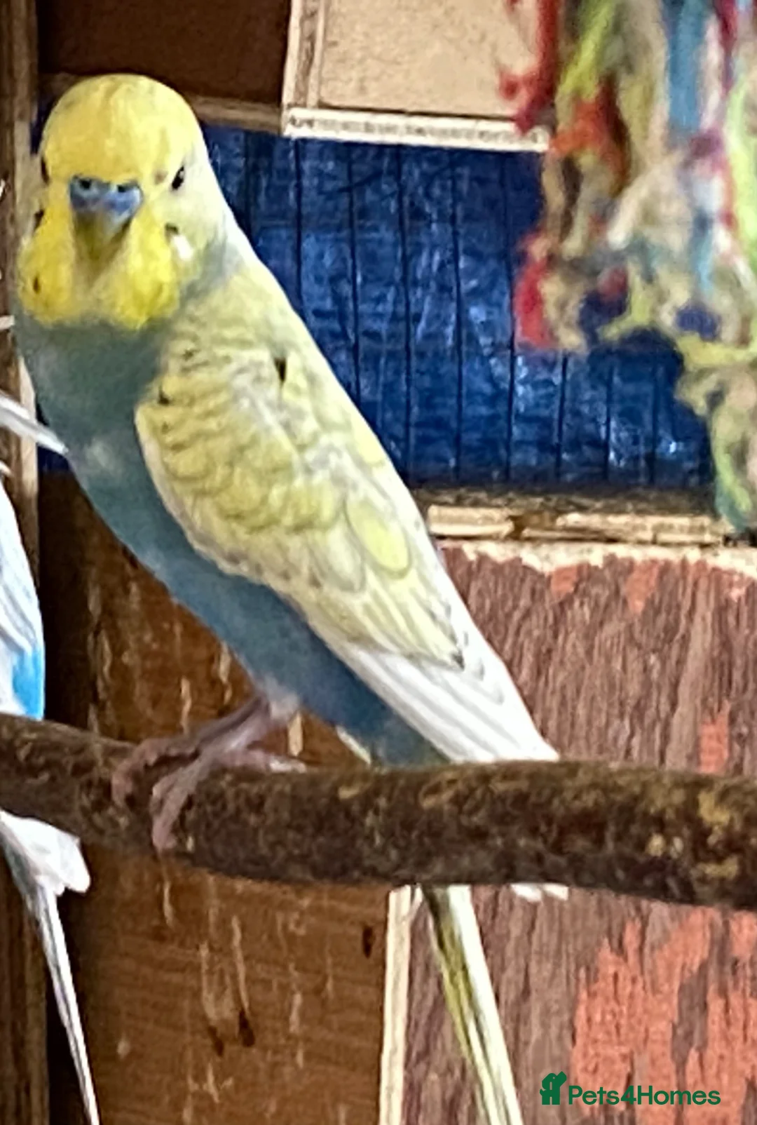 Budgerigars birds for sale: 4 young boy budgies searching for their new homes  - Advert 1
