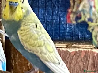 Budgerigars birds 4 young boy budgies searching for their new homes - Advert 1