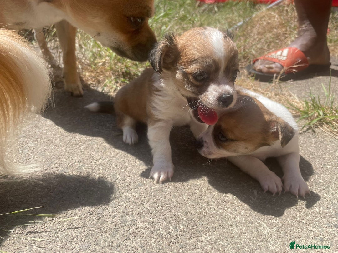 Chihuahua dogs for sale: 2 adorable chihuahua  - Image 4