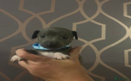 Italian Greyhound dogs for sale: 1 boy left  - Image 1