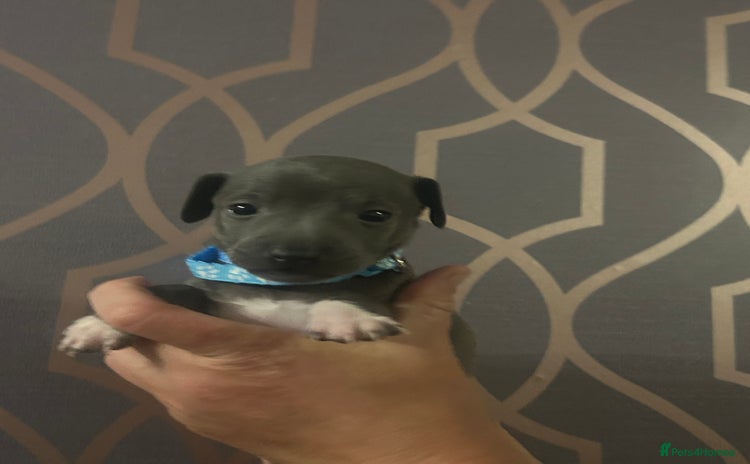 Italian Greyhound dogs - Advert 1