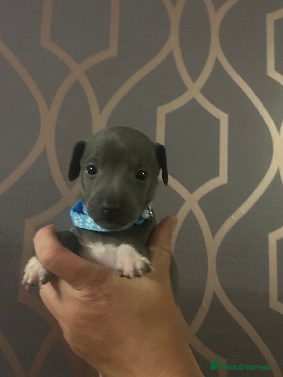 Italian Greyhound dogs for sale: 1 boy left  - Image 1