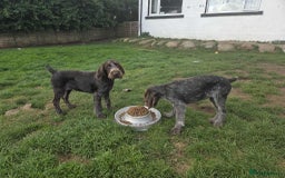 German Wirehaired Pointer dogs for sale: Gorgeous GWP bitch Puppy  - Image 6