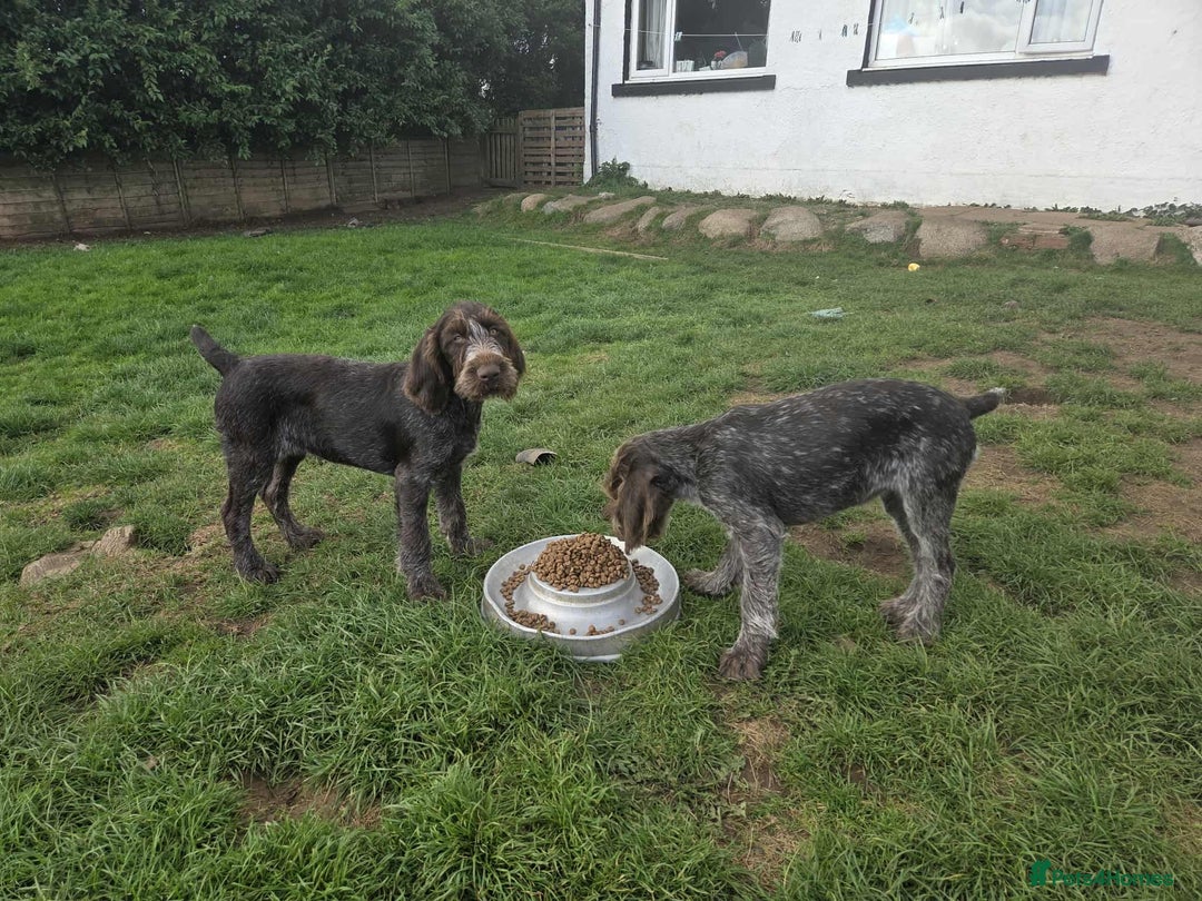 German Wirehaired Pointer dogs for sale: Gorgeous GWP bitch Puppy  - Image 6