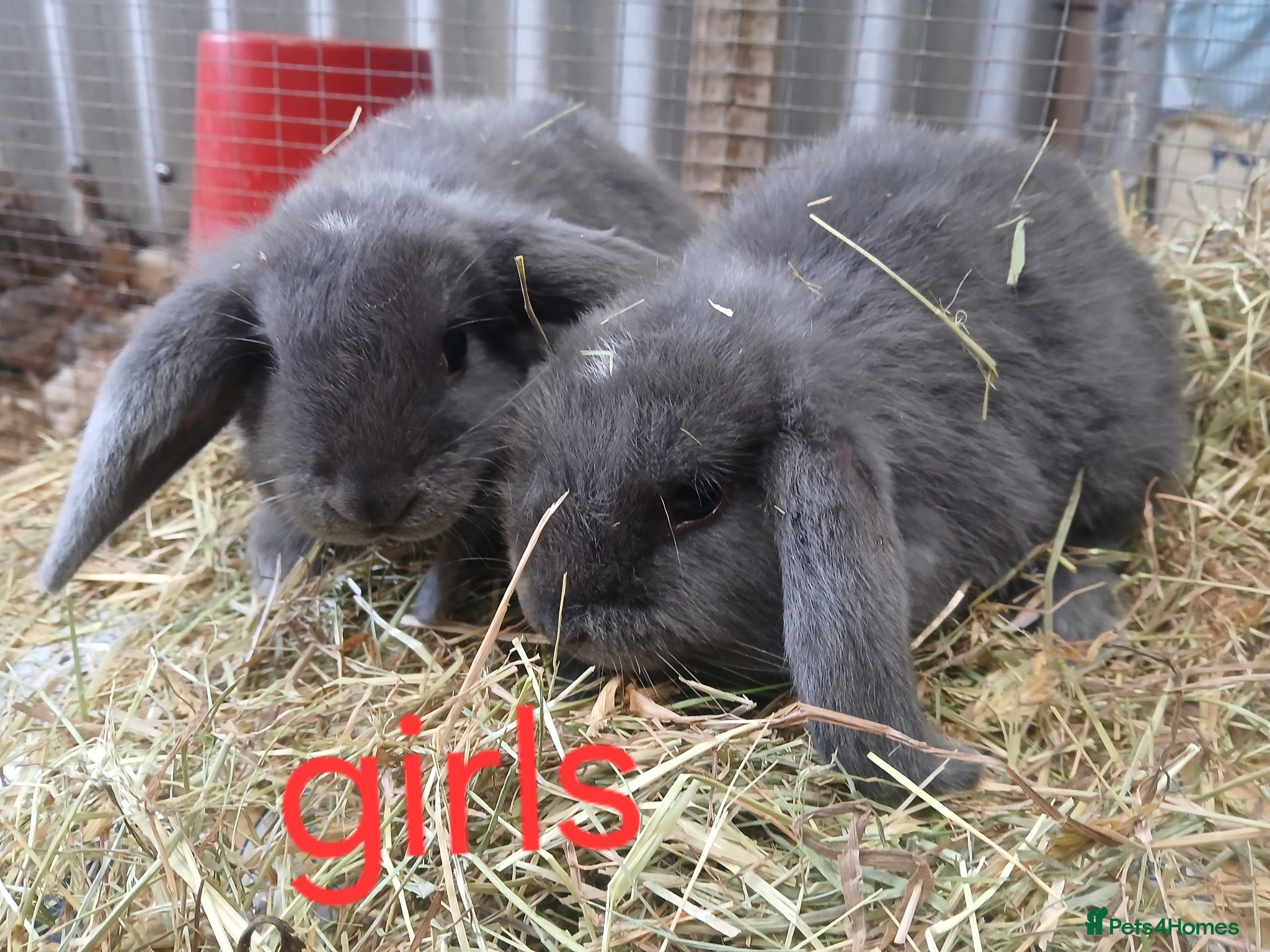 Mini Lop rabbits for sale: Mini lop bunnies - Advert 4