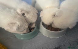 Siberian Husky dogs for sale: Gorgeous Husky puppies - Image 26