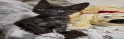Bengal cats for sale: Bengal kittens - Advert 6