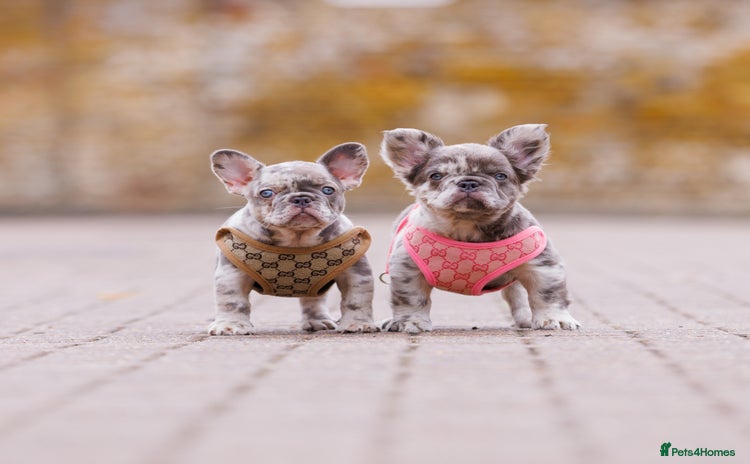 French Bulldog dogs - Advert 2