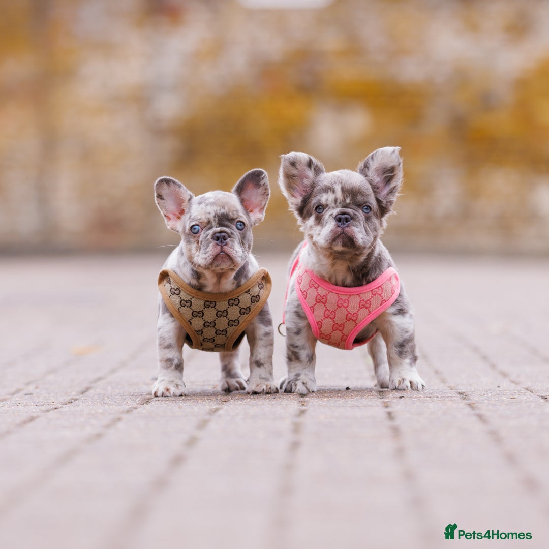 French Bulldog dogs for sale: Top girls ready to leave  - Image 1