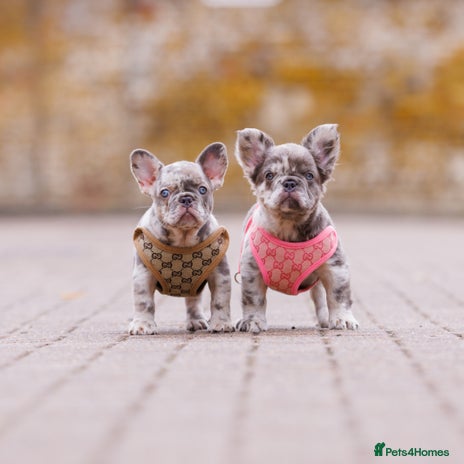French Bulldog dogs - Advert 4