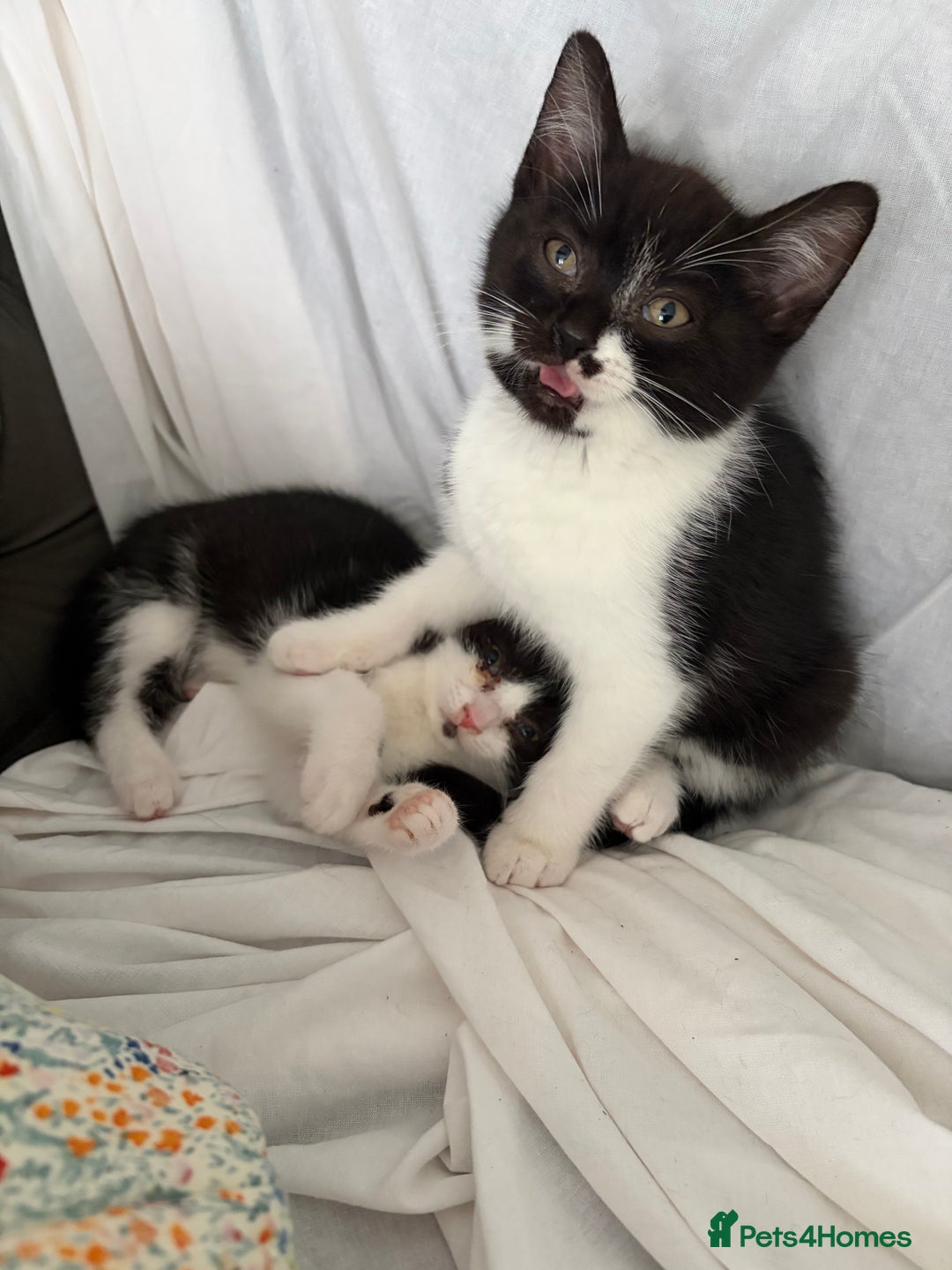 British Shorthair cats for sale: kittens liverpool - Advert 2