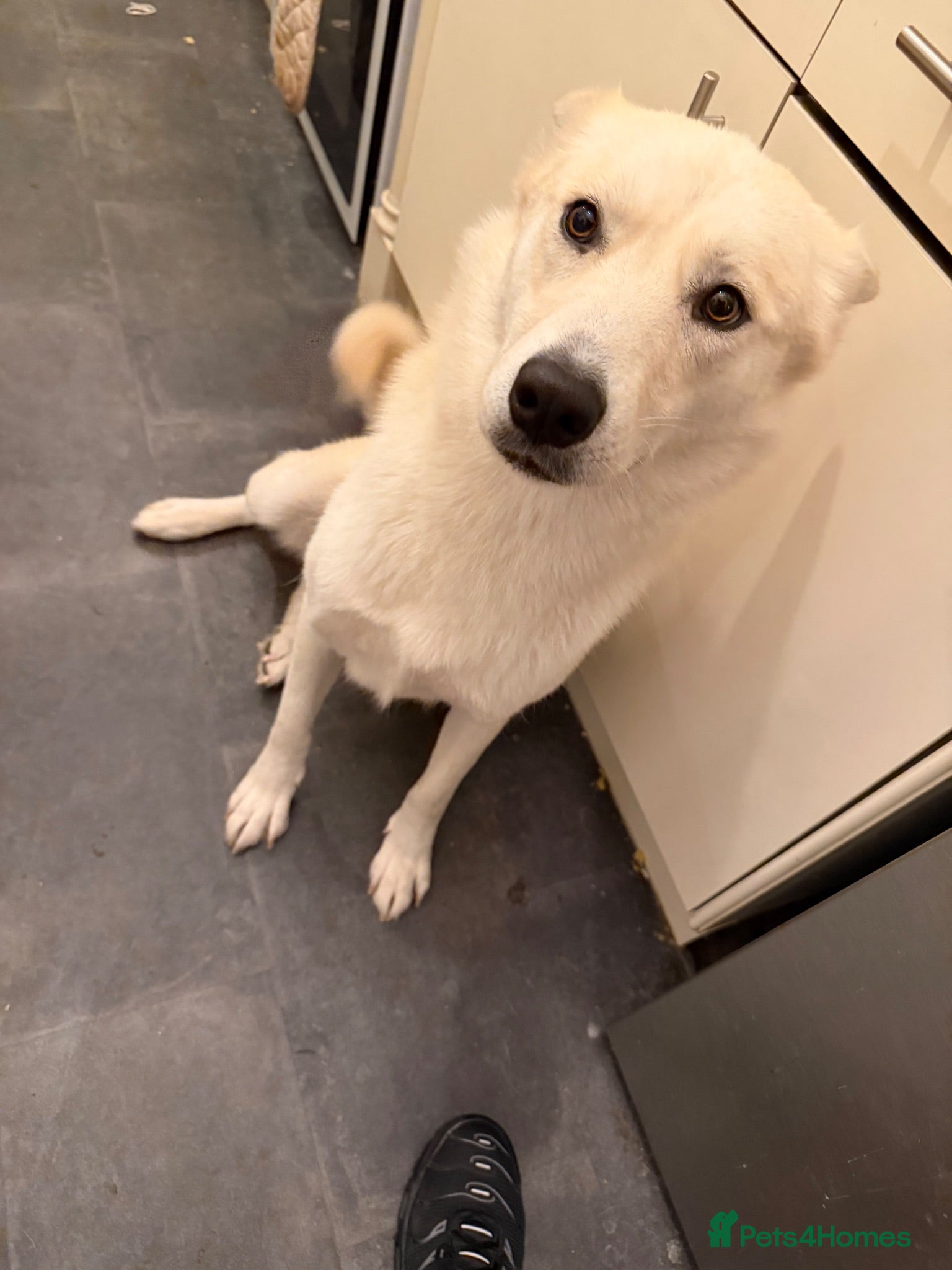 Mixed Breed dogs Female husky cross breed  - Advert 1