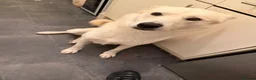 Mixed Breed dogs for sale: Female husky cross breed  in Nottingham - Advert 1